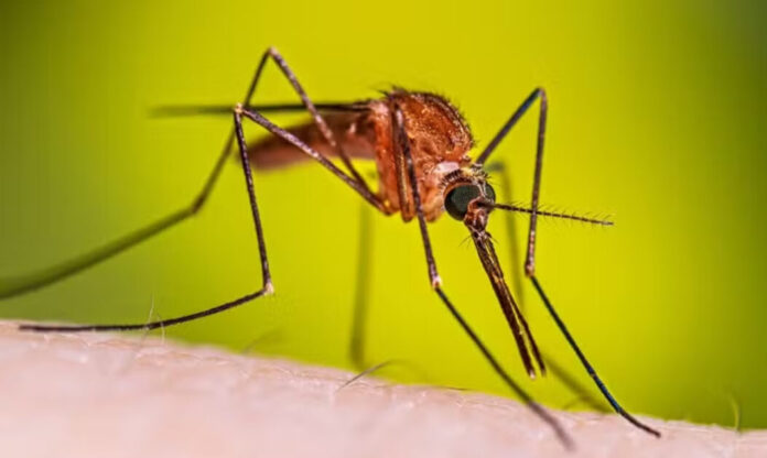 Mosquito Anopheles sobre a pele humana, vetor da malária estudado em pesquisas genéticas.