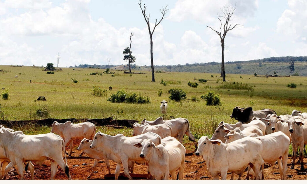 Bois em área de desmatamento ilegal na Amazônia usada para lavagem de gado.