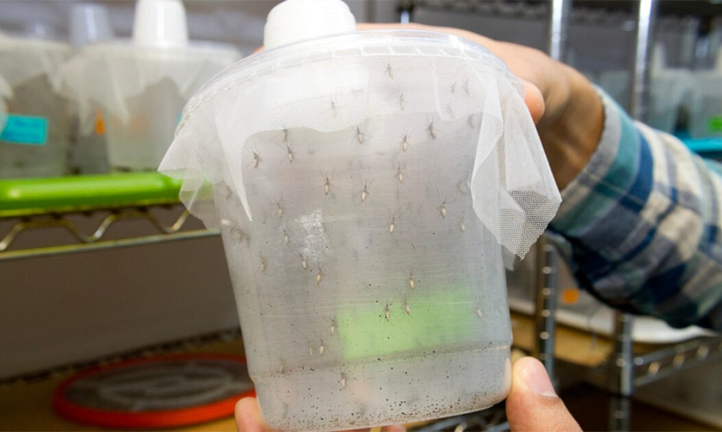 Pesquisador analisa mosquitos geneticamente modificados em ambiente de laboratório.