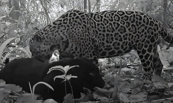 Armadilha fotográfica registra onça-preta e onça-pintada durante acasalamento na Floresta Amazônica.