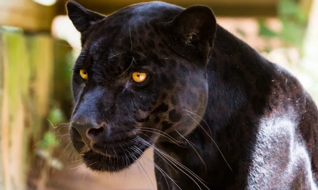 Imagem de onça-preta, melânica.