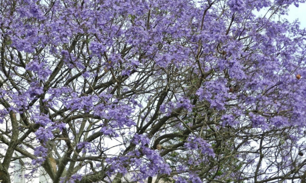 Ipê-roxo (Handroanthus impetiginosus)