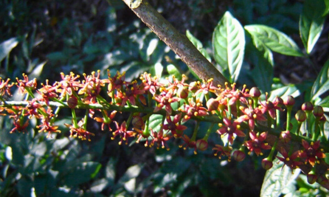 Imagem de Jaborandi. 
Jaborandi (Pilocarpus microphyllus)