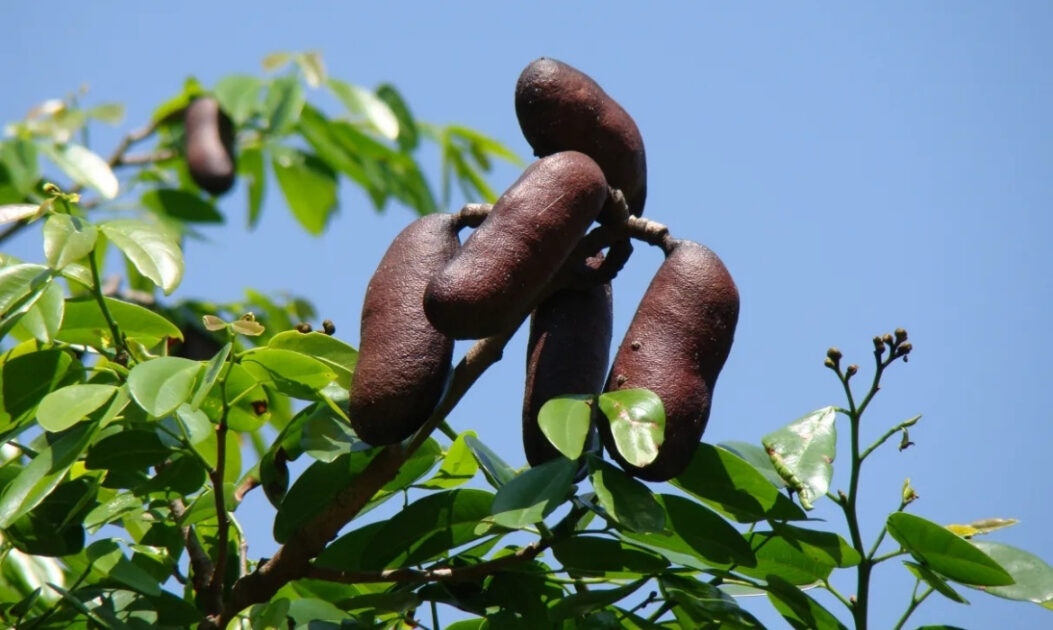 Jatobá (Hymenaea courbaril)