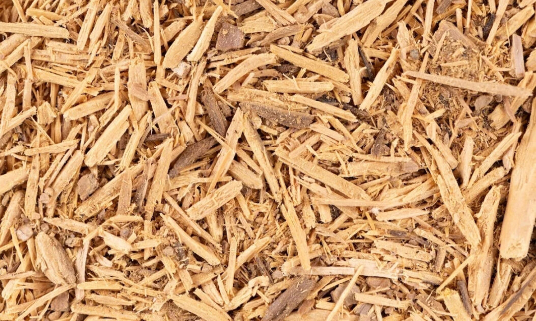 Marapuama (Ptychopetalum olacoides)