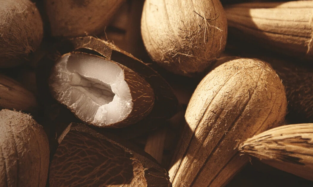 Murumuru (Astrocaryum murumuru)