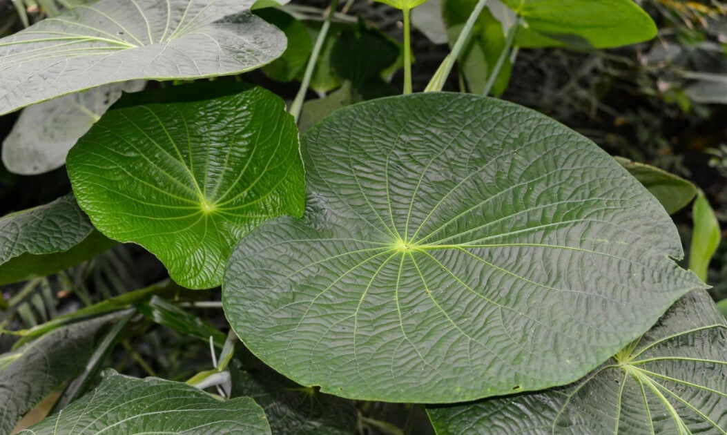 Pariparoba (Pothomorphe umbellata)