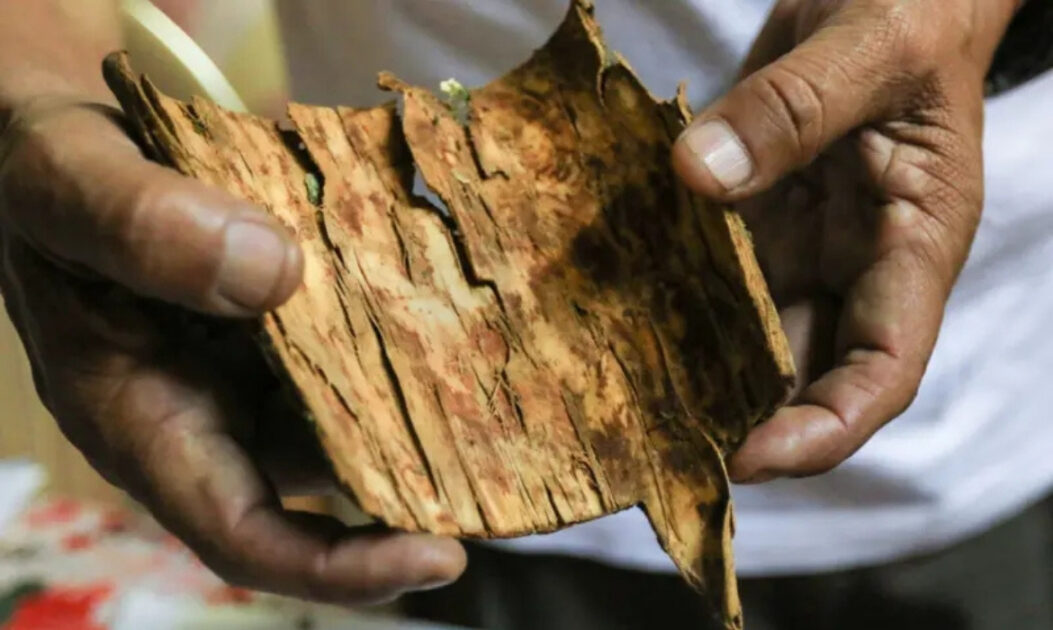 Quina (Cinchona spp.)