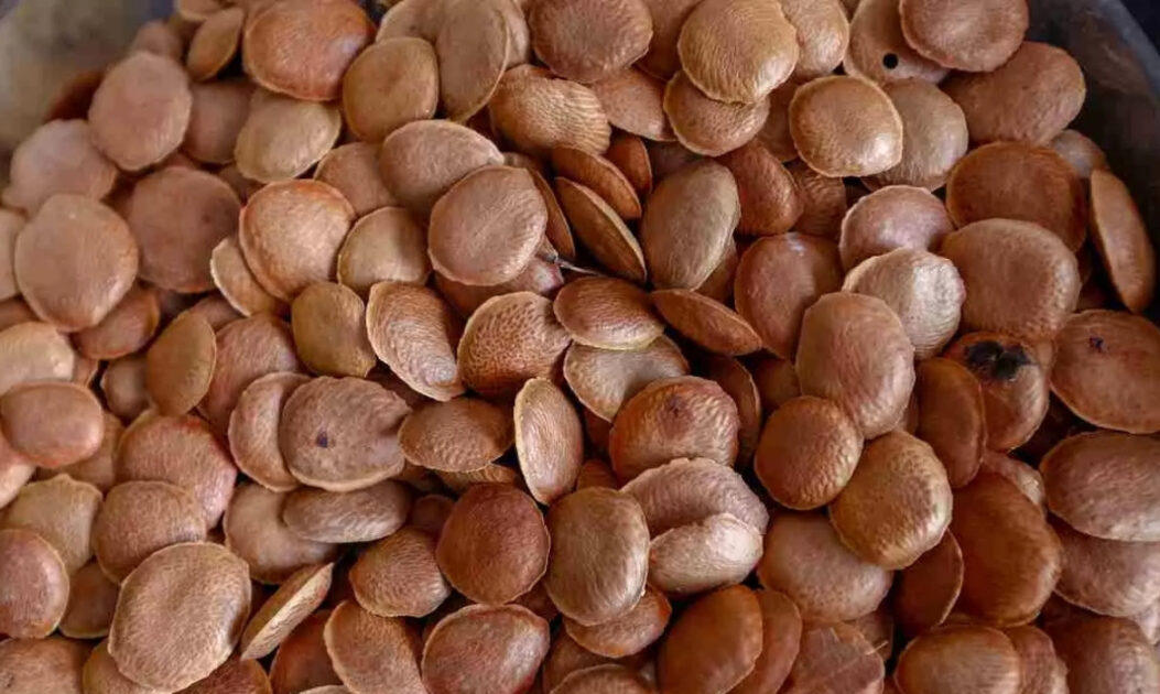 Sucupira (Pterodon emarginatus)