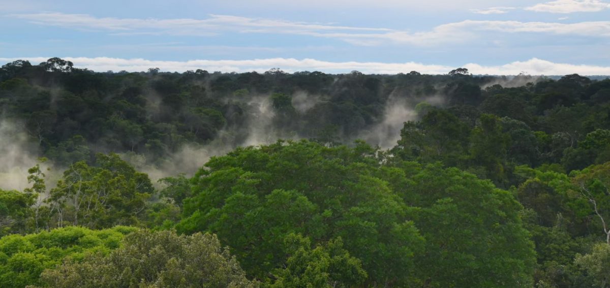 Umidade agua arvores Amazonia foto INCT INPA reproducao 1200x567 1