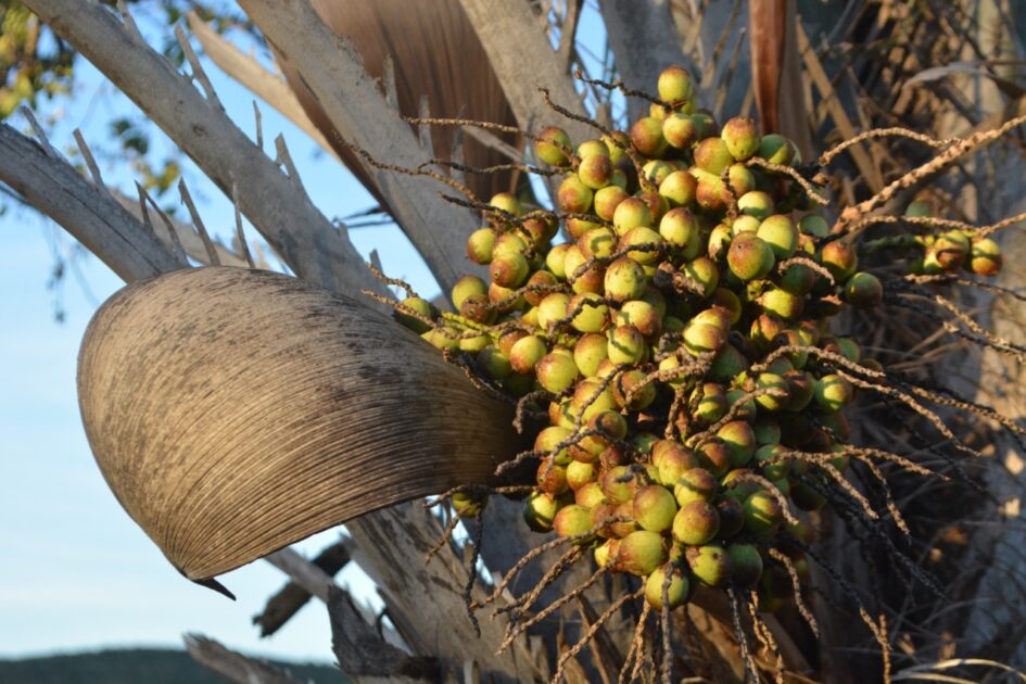 Frutos de licuri, palmeira nativa da Caatinga, principal alimento da arara-azul-de-lear.