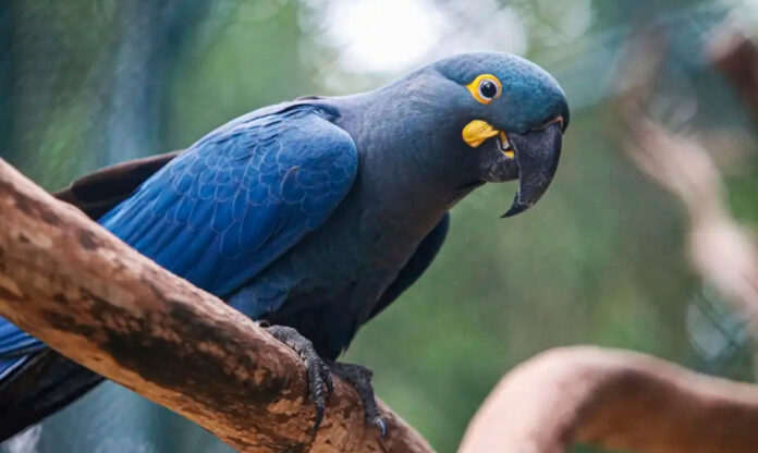 Arara-azul-de-lear pousada sobre tronco de árvore.
