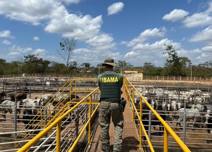 Fiscal do Ibama inspeciona rebanho de gado em operação contra desmatamento.