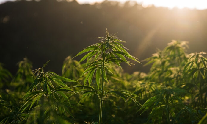 Plantação de cânhamo, com fileiras organizadas sob céu limpo, simbolizando potencial agrícola da cultura de cânhamo no Brasil.
