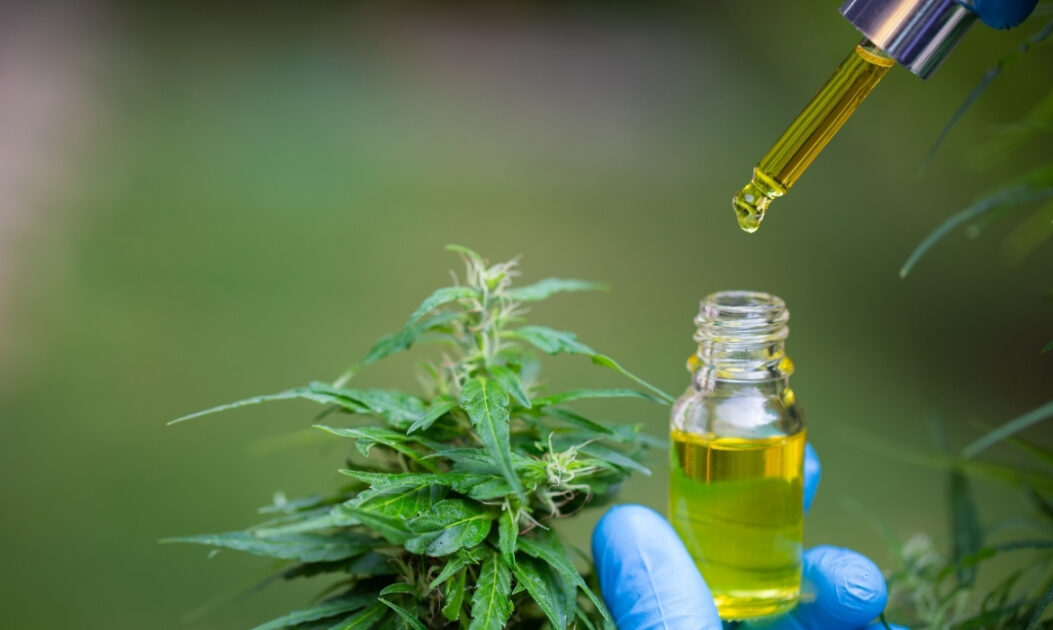 Frasco de óleo de cannabis medicinal sendo segurado ao lado de planta de cânhamo, indicando aplicações na saúde.