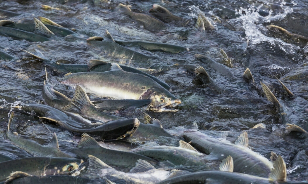 Salmão nadando em leito de cascalho em rio do Alasca, espécie ameaçada pela contaminação causada pelo degelo do permafrost.