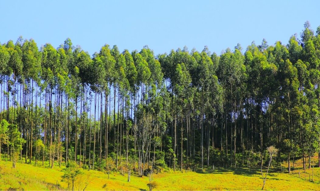 Plantação de eucalipto usada como fonte de lignina da biomassa vegetal para herbicida sustentável.