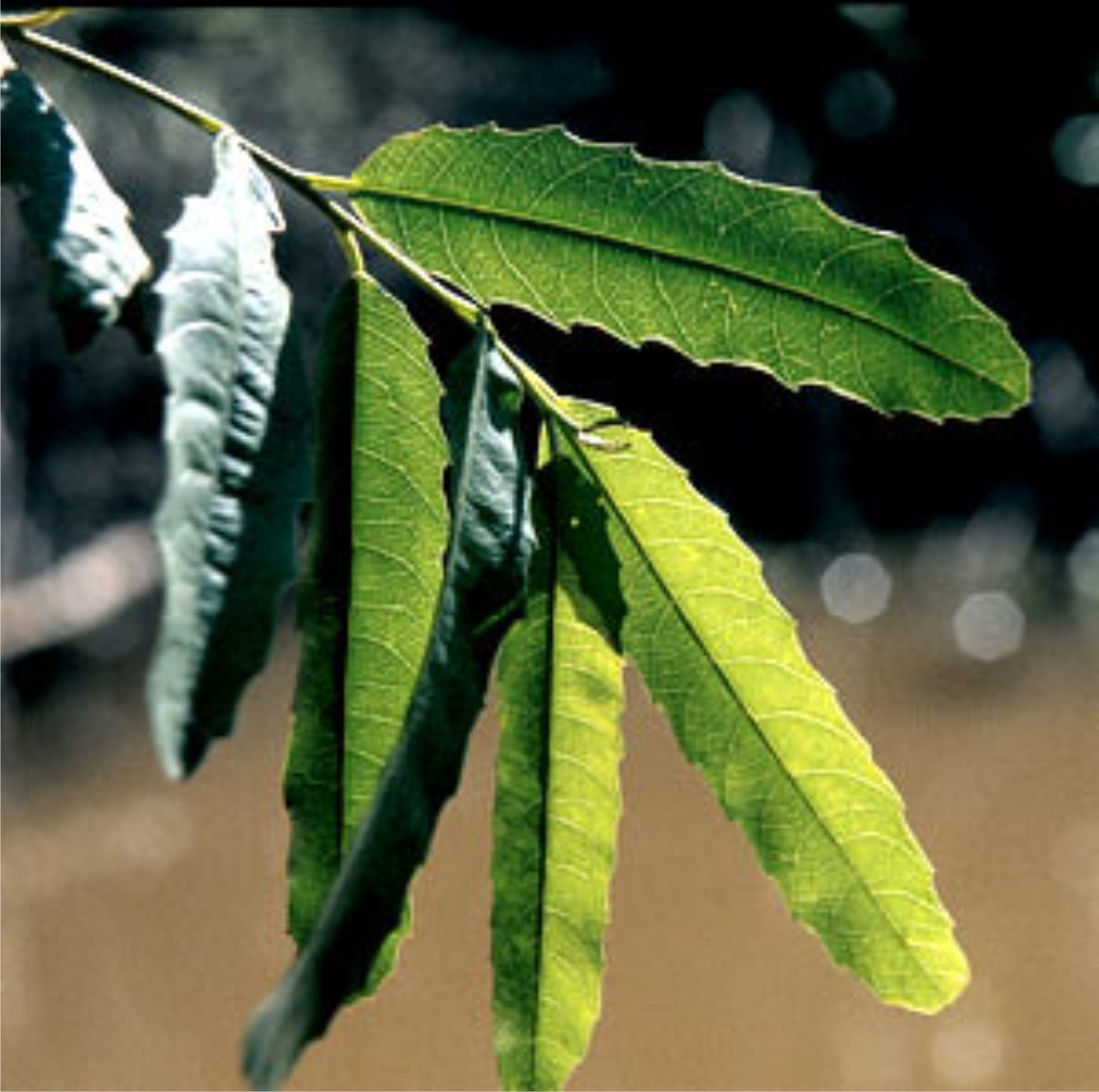 Iporuru (Alchornea castaneifolia)
