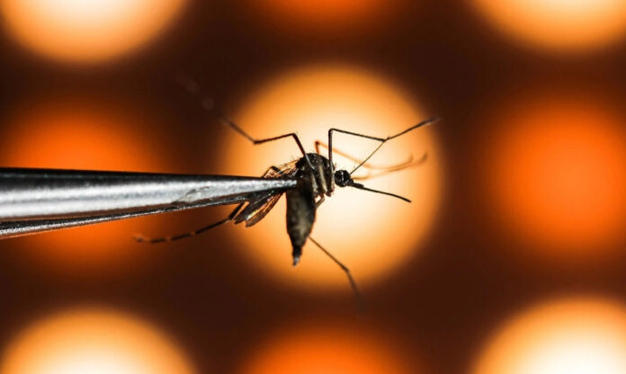 Close de um mosquito Aedes aegypti preso por uma pinça em laboratório.