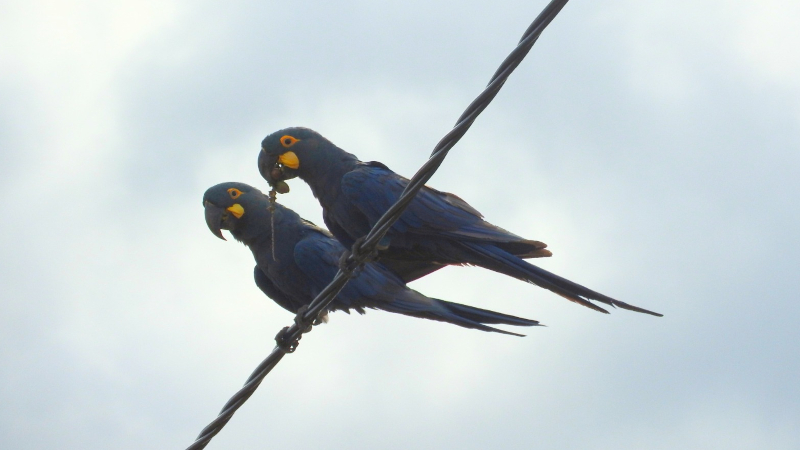 Duas araras-azuis-de-lear pousadas em fio elétrico, uma segurando um fruto de licuri.