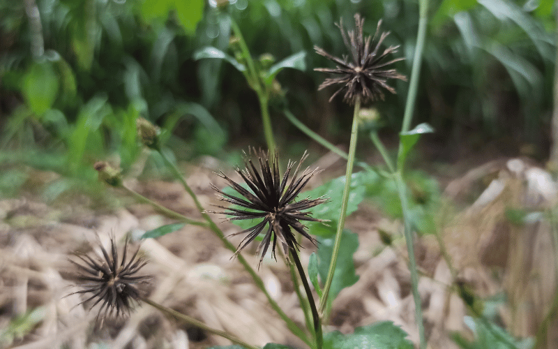 Close de planta de picão-preto, erva daninha alvo de herbicida com biomassa vegetal.