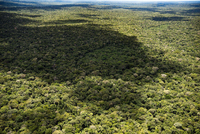 Floresta amazônica preservada.