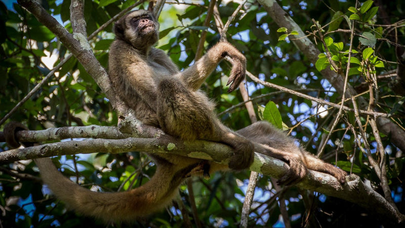 Muriqui-do-norte pendurado em galho. 