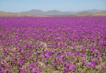 Flor do deserto do Atacama floresce em meio à aridez no fenômeno Desierto Florido