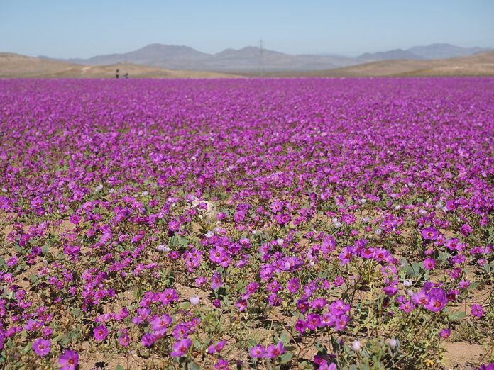 Flor do deserto do Atacama floresce em meio à aridez no fenômeno Desierto Florido