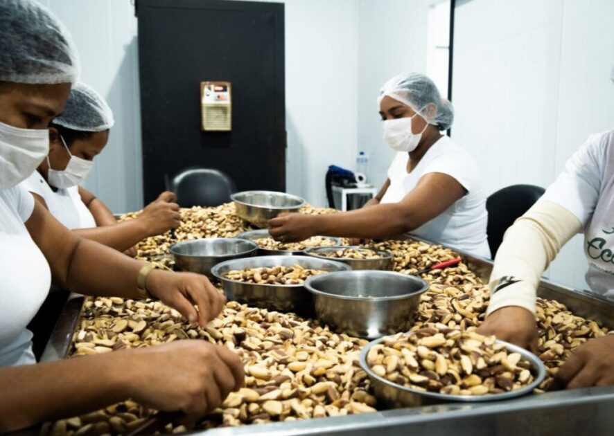 Startups amazônicas lançam primeira tokenização da castanha no mercado financeiro 3 Extrativistas do Pará selecionando castanha-da-Amazônia para comercialização sustentável.