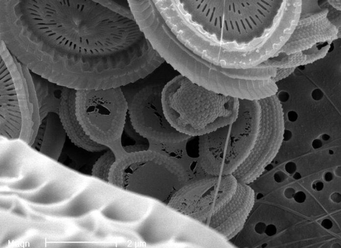 Imagem microscópica de coccolitóforos (Syracosphaera pulchra).