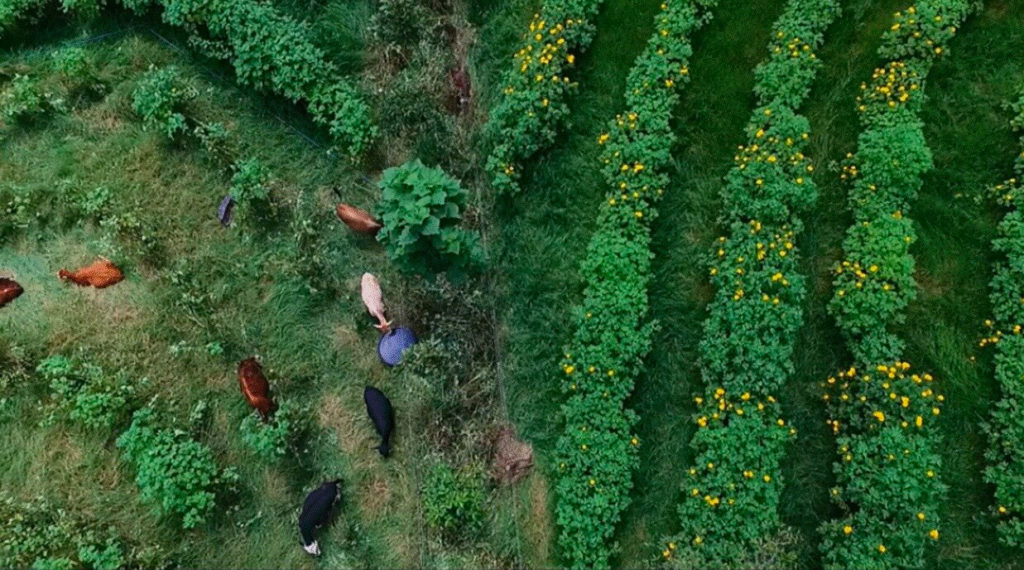 PECUARIA REGENERATIVA EM AGROFLORESTA 1024x570 1