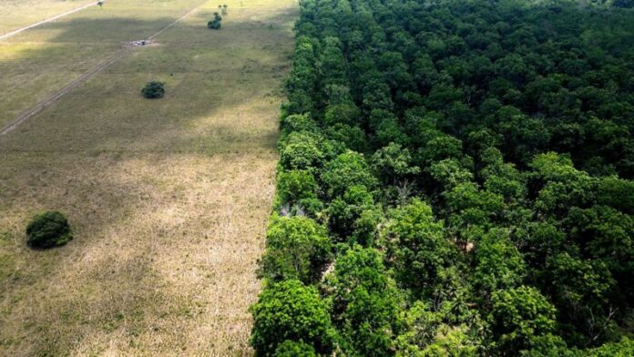 Área desmatada ao lado de floresta preservada ilustra ameaça à captura de carbono na Amazônia.