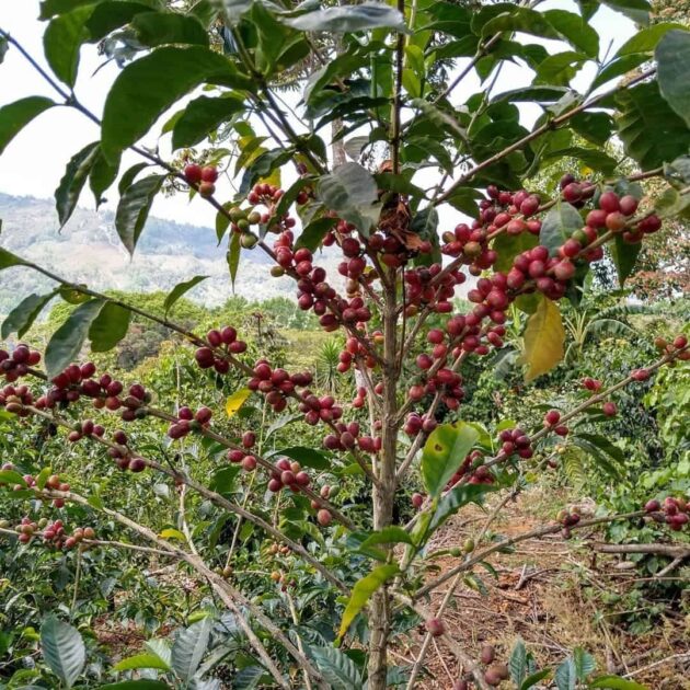 WhatsApp Image 2025 10 15 at 12.00.09