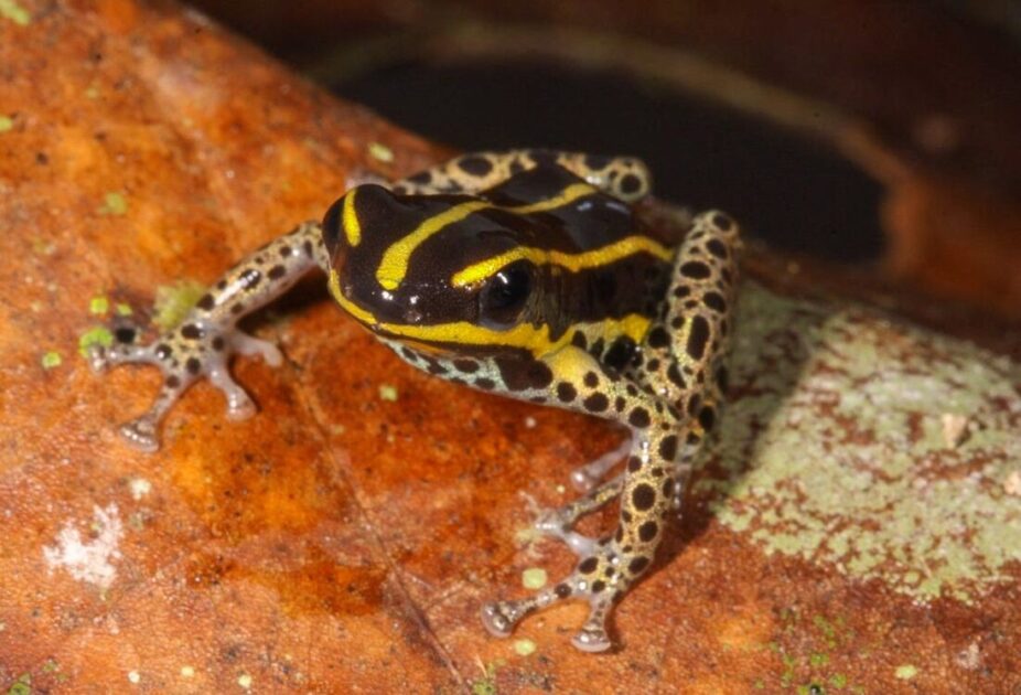 Cientistas revelam nova espécie de rã venenosa na Amazônia 2 Nova espécie de rã venenosa encontrada na Amazônia peruana