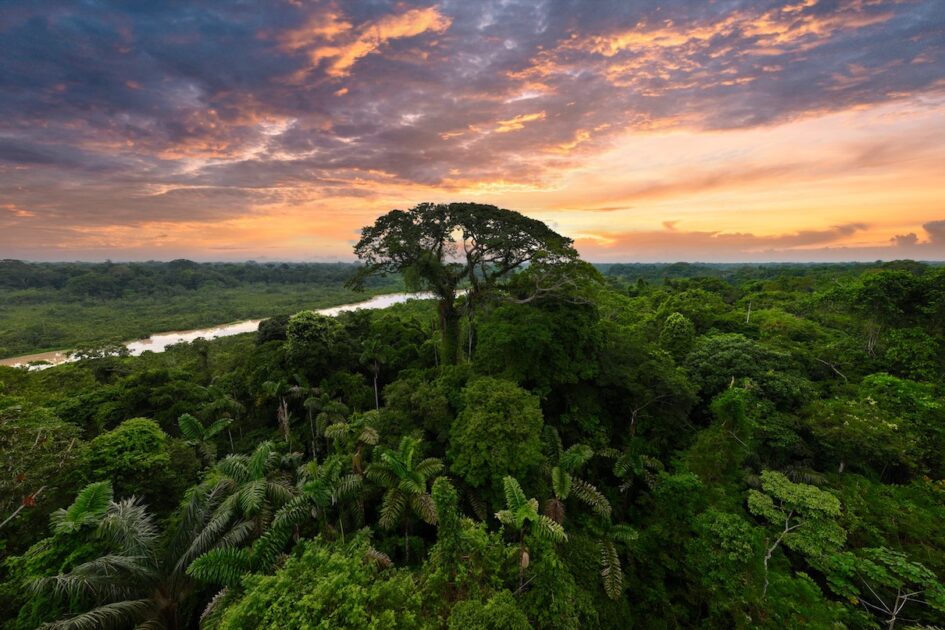 CORAGEM E FLORESTA