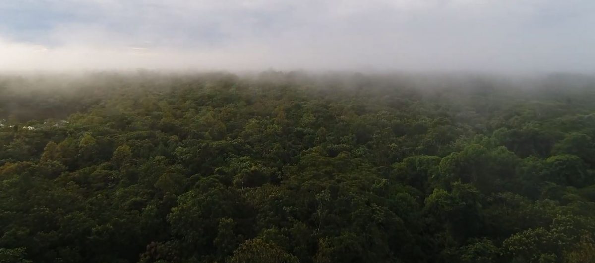 Floresta Amazônica densa com vegetação úmida após chuvas, céu nublado ao fundo.