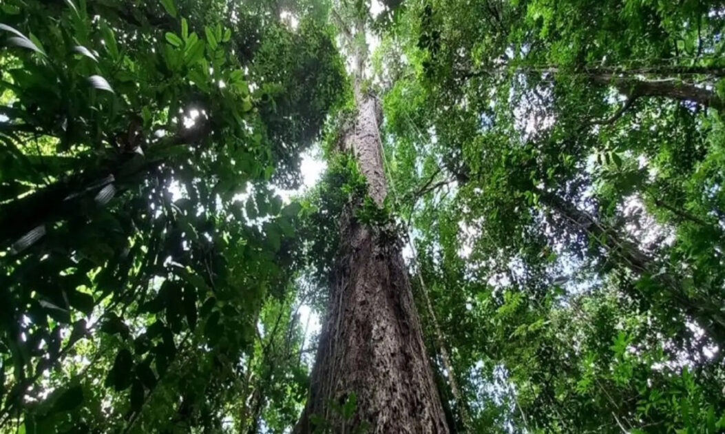 Angelim-vermelho de 88 metros simboliza a importância de árvores antigas na captura de carbono na Amazônia.

Em tempos de protagonismo do setor privado, as empresas da região, especialmente às que operam sob o guarda-chuva da Zona Franca de Manaus, podem decidir se querem continuar ocupando o papel de caricatura — o tal “ventilador no meio da selva” — ou se estão dispostas a assumir o lugar de atores e promotores de uma economia amazônica que, enfim, decide produzir riqueza a partir da floresta em pé e da inteligência das pessoas que a habitam
