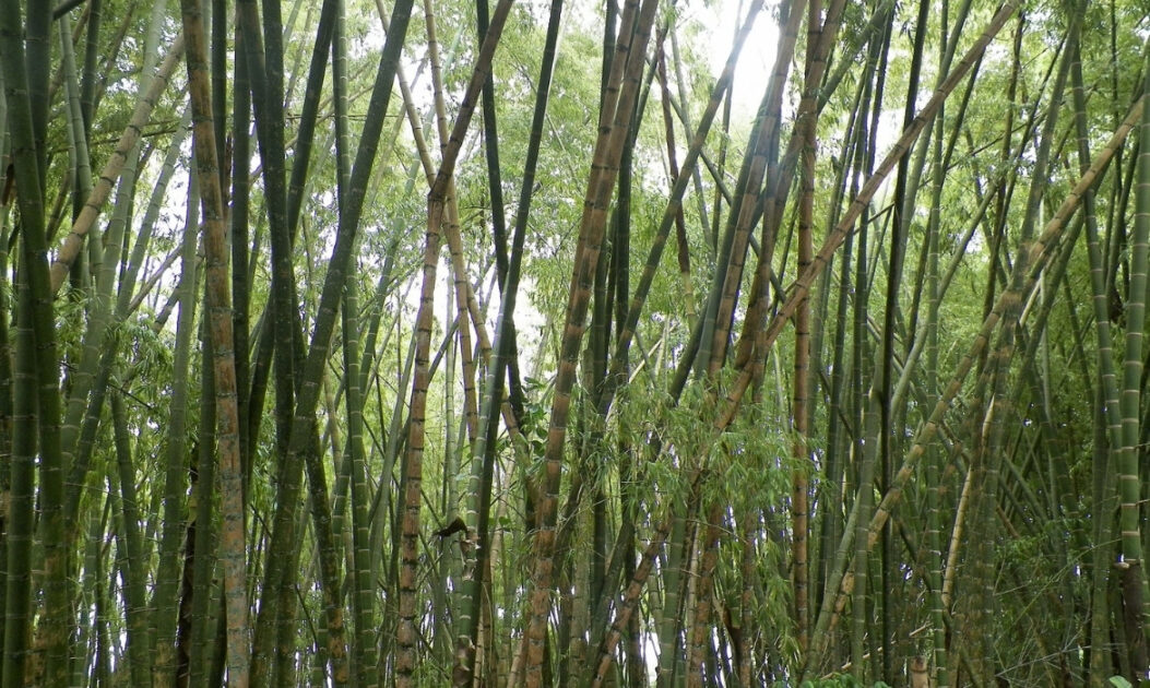 Cientistas revelam nova espécie de rã venenosa na Amazônia 1 Floresta de bambu Guadua, berçário natural da nova espécie de rã venenosa