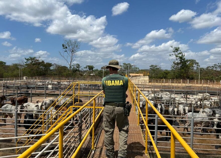 Fiscal do Ibama inspeciona rebanho bovino, ação relacionada ao controle que sustenta o Beef on Track.