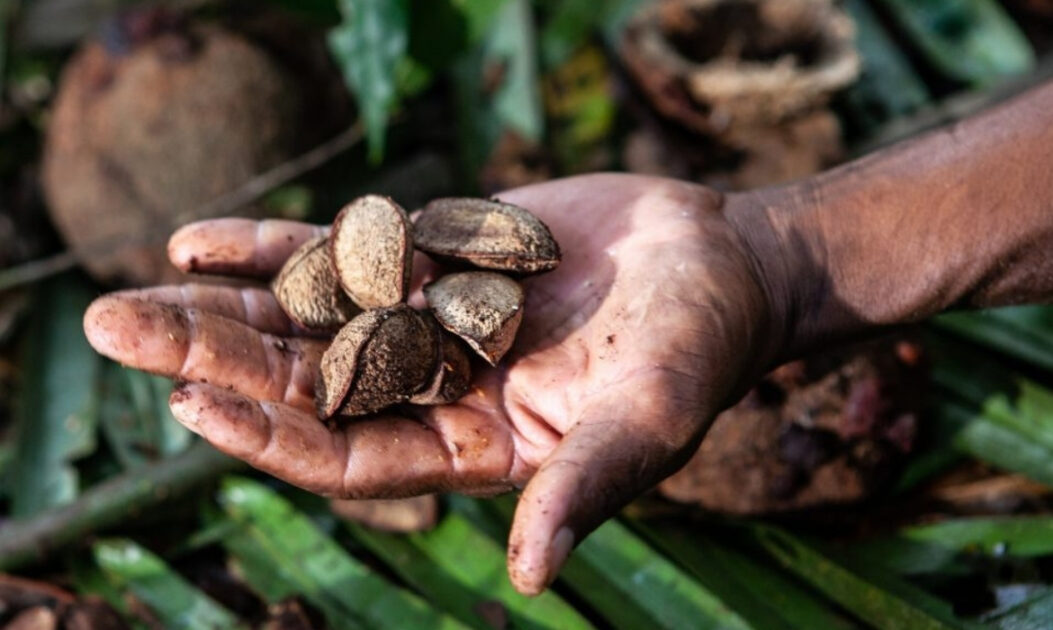 Castanha-do-pará nas mãos de um coletor. Insumo é a principal fonte de renda na Resex Ituxi.