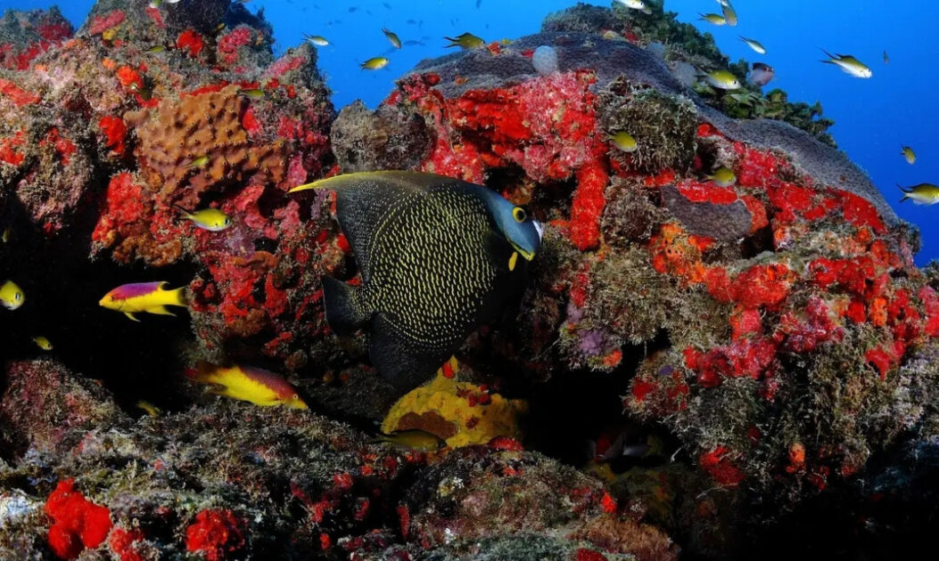Recife de coral saudável com peixes coloridos em meio à biodiversidade marinha, contraste ao processo de colapso dos recifes de corais. 