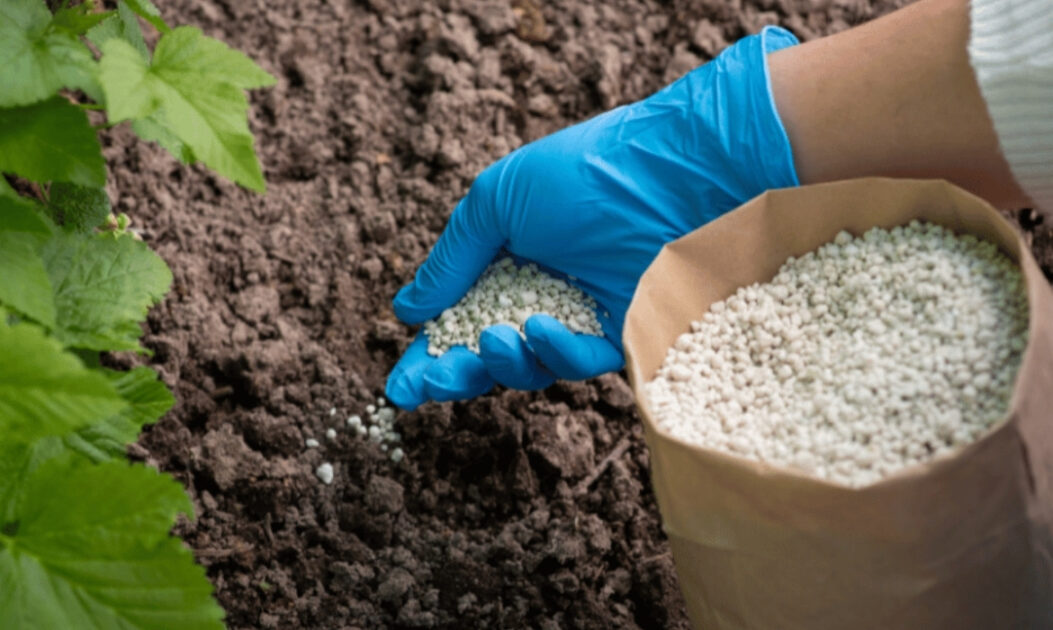 Urina é transformada em fertilizante por sistema sustentável movido a energia solar 2 mão com luva colocando fertilizante em planta.