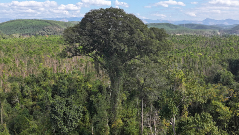 Jequitibá-rosa gigante na Reserva Biológica da Mata Escura, em Minas Gerais.