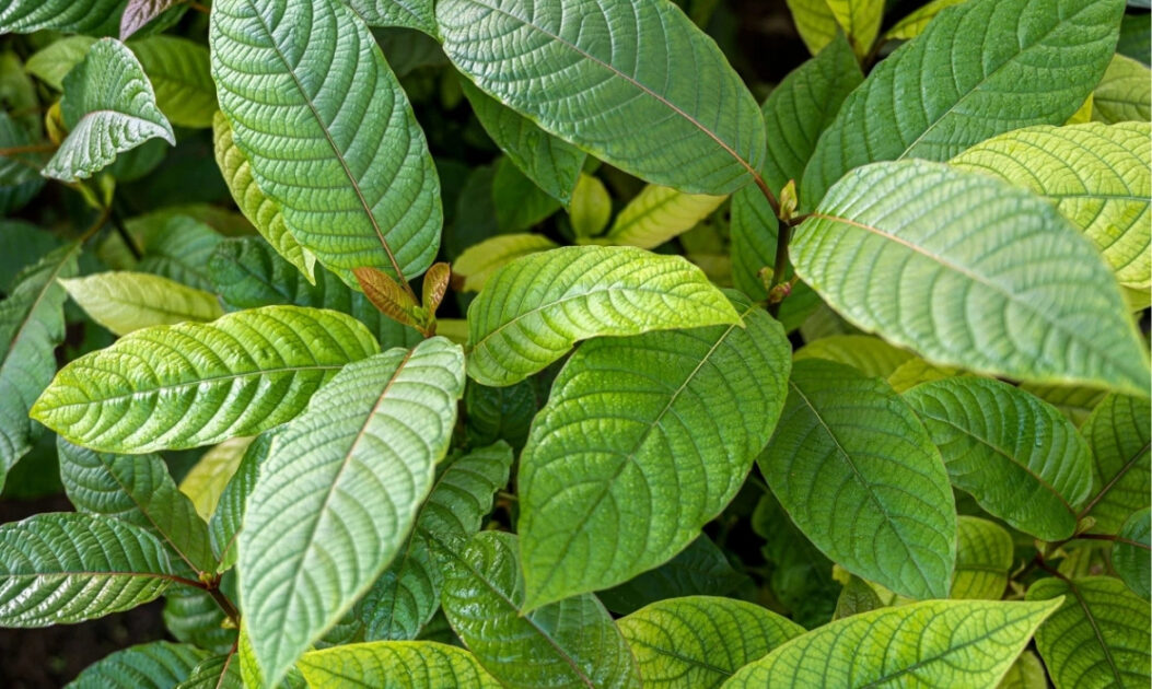 Produção de composto natural anticâncer é decifrada por cientistas no Canadá 2 Folhas da planta kratom, fonte vegetal de composto natural com potencial terapêutico