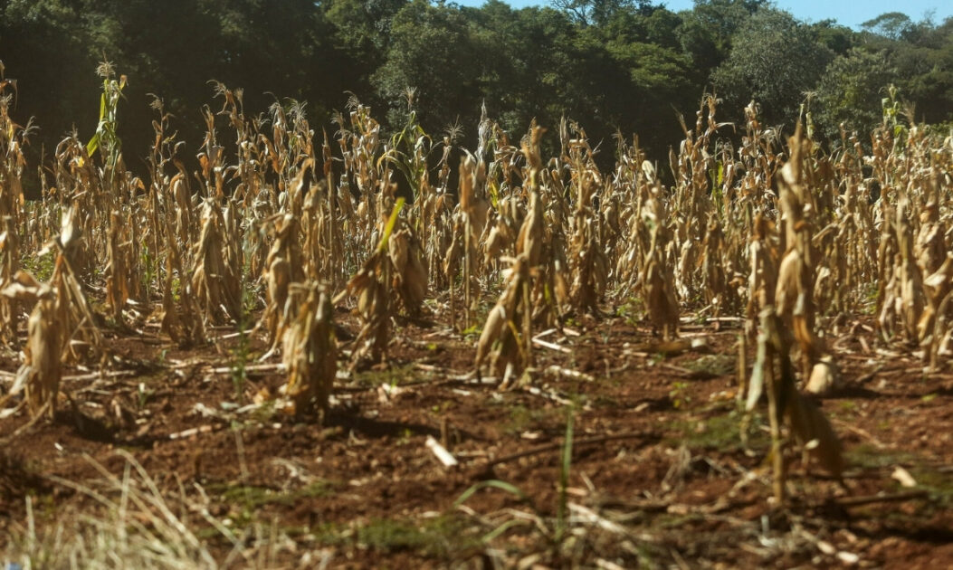 Lavoura afetada pela seca representa os desafios da agricultura e a importância de desenvolver plantas resistentes à seca