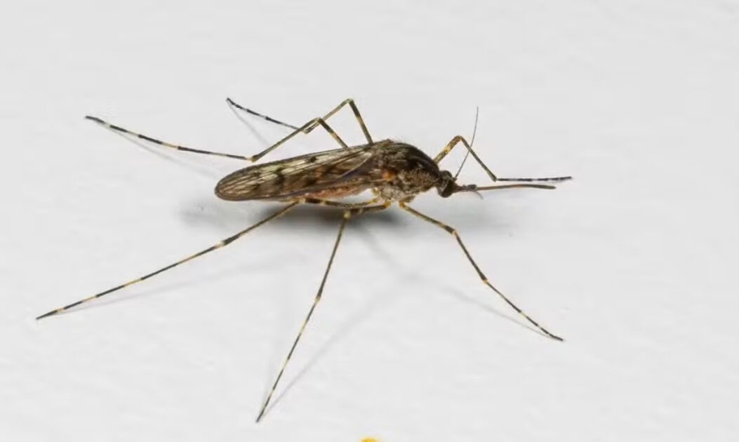 Mosquitos chegam à Islândia pela primeira vez e escancaram avanço das mudanças climáticas no Ártico 1 Fêmea da espécie Culiseta annulata encontrada por Björn Hjaltason, entre os primeiros mosquitos na Islândia.
