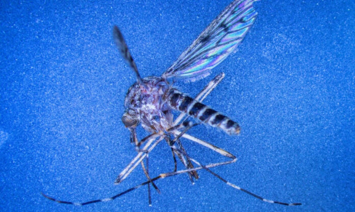 Close de um Culiseta annulata, espécie que marca a chegada de mosquitos na Islândia.