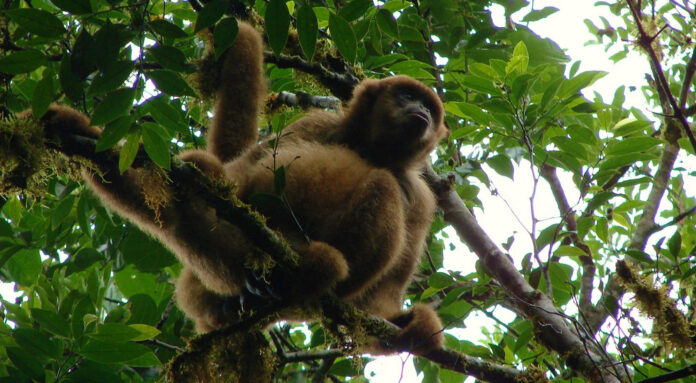 Muriqui-do-sul observado em floresta densa