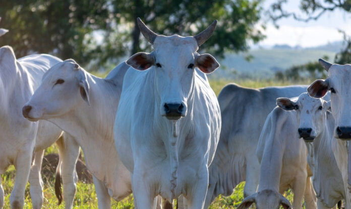 Gado nelore em campo verdejante, simbolizando práticas sustentáveis na pecuária regenerativa brasileira